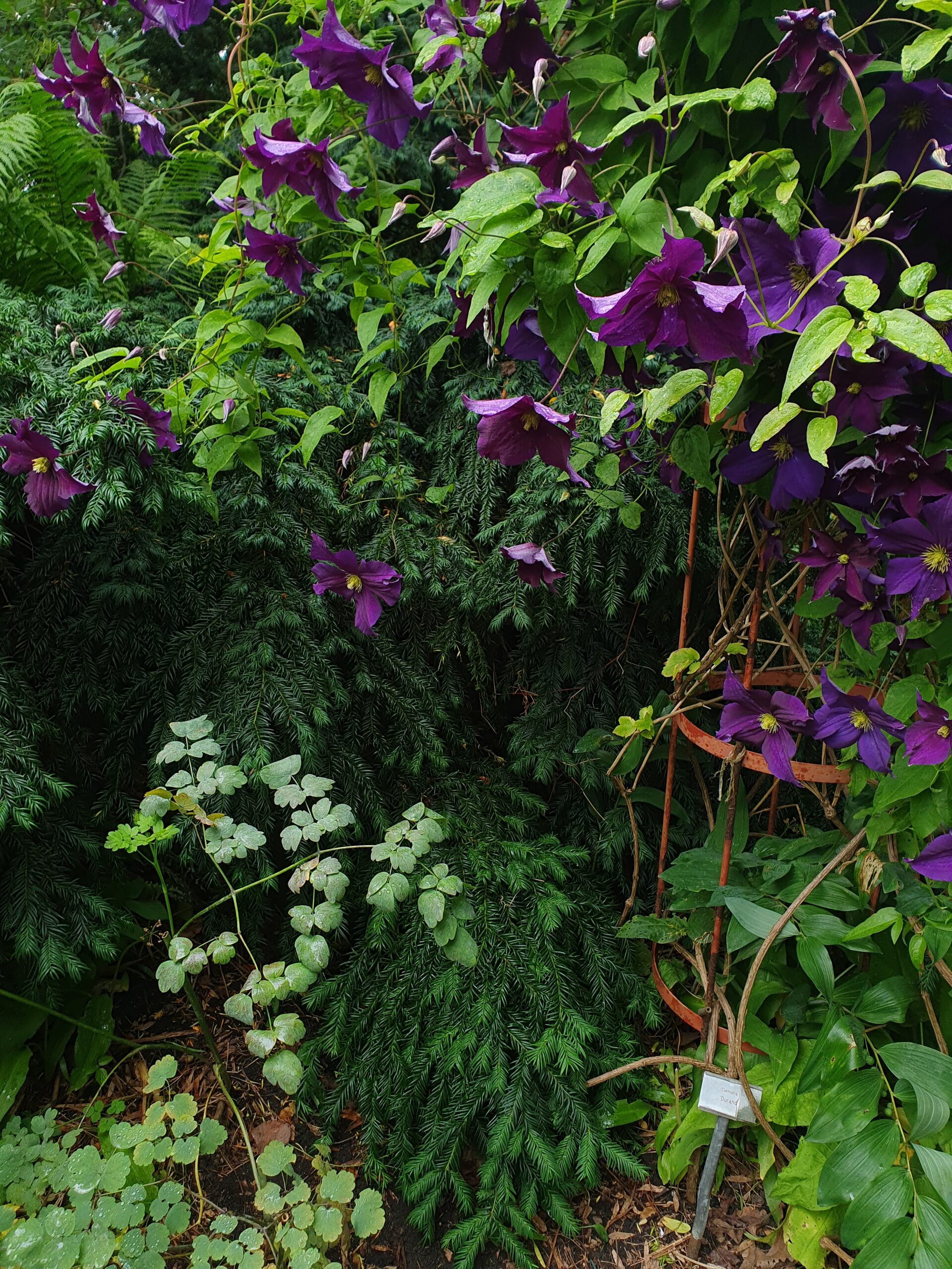 New project: Rare Flowers
