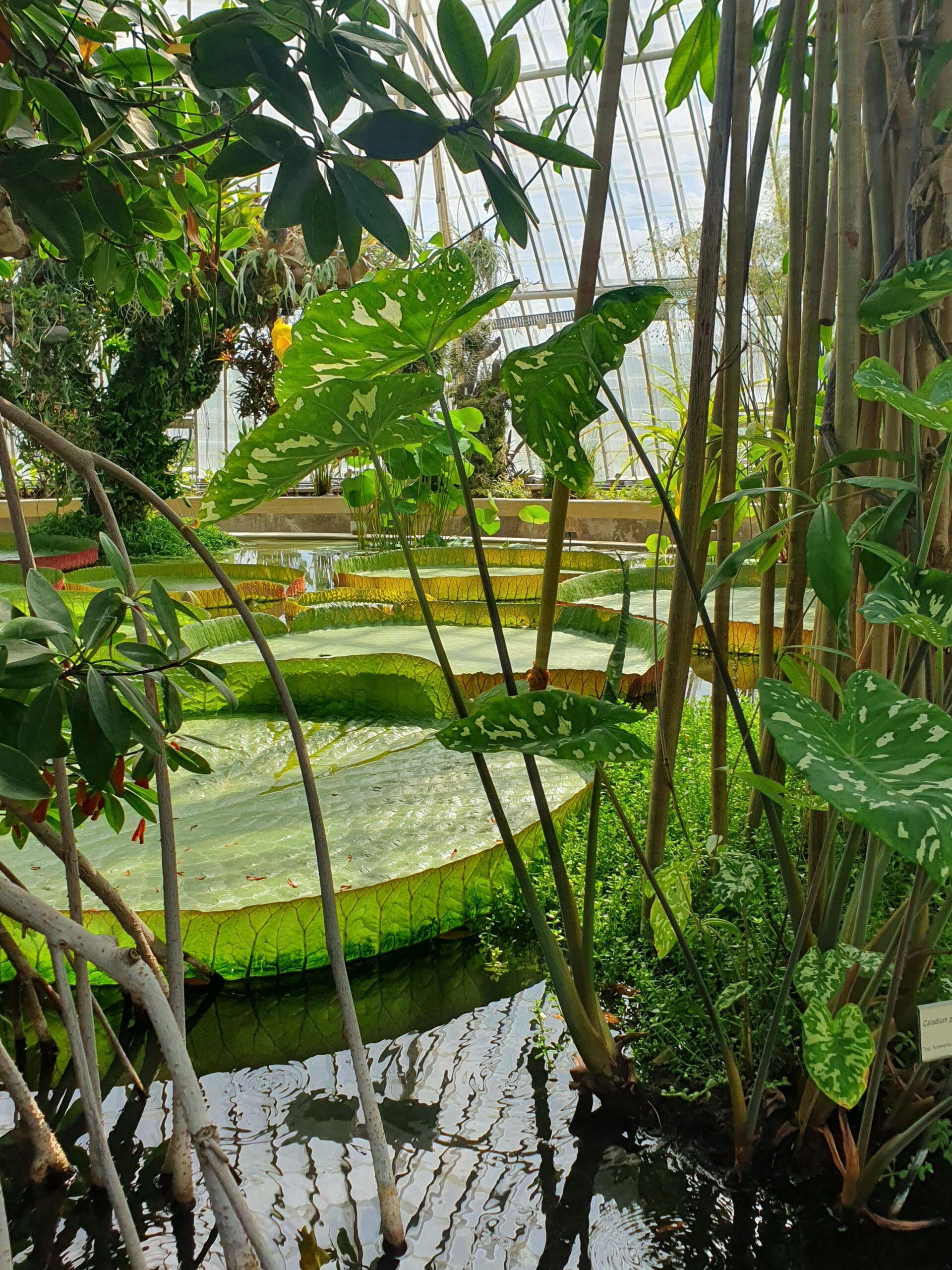 Botanical Family (2020-2024)