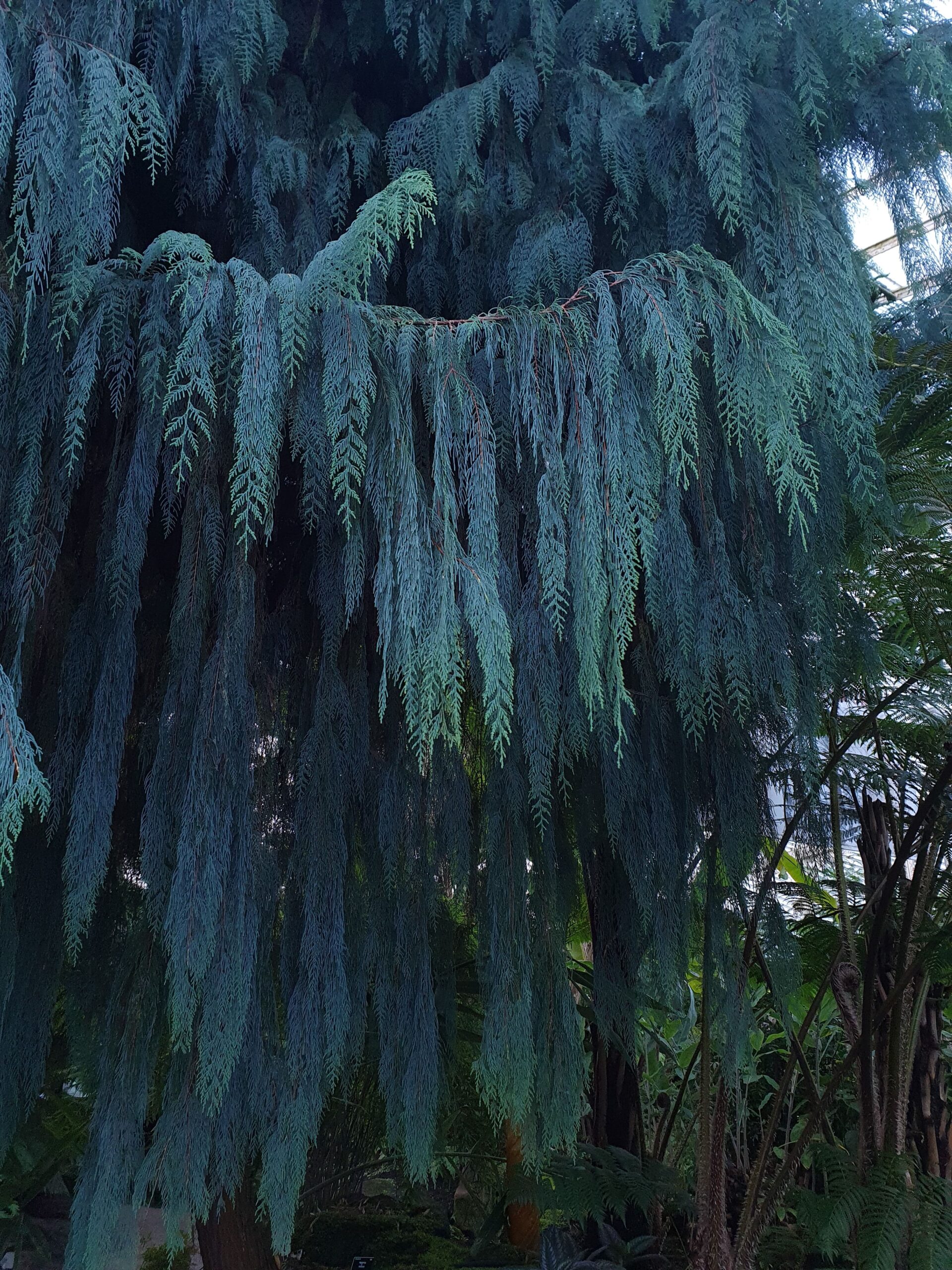 Glasgow Botanic Gardens