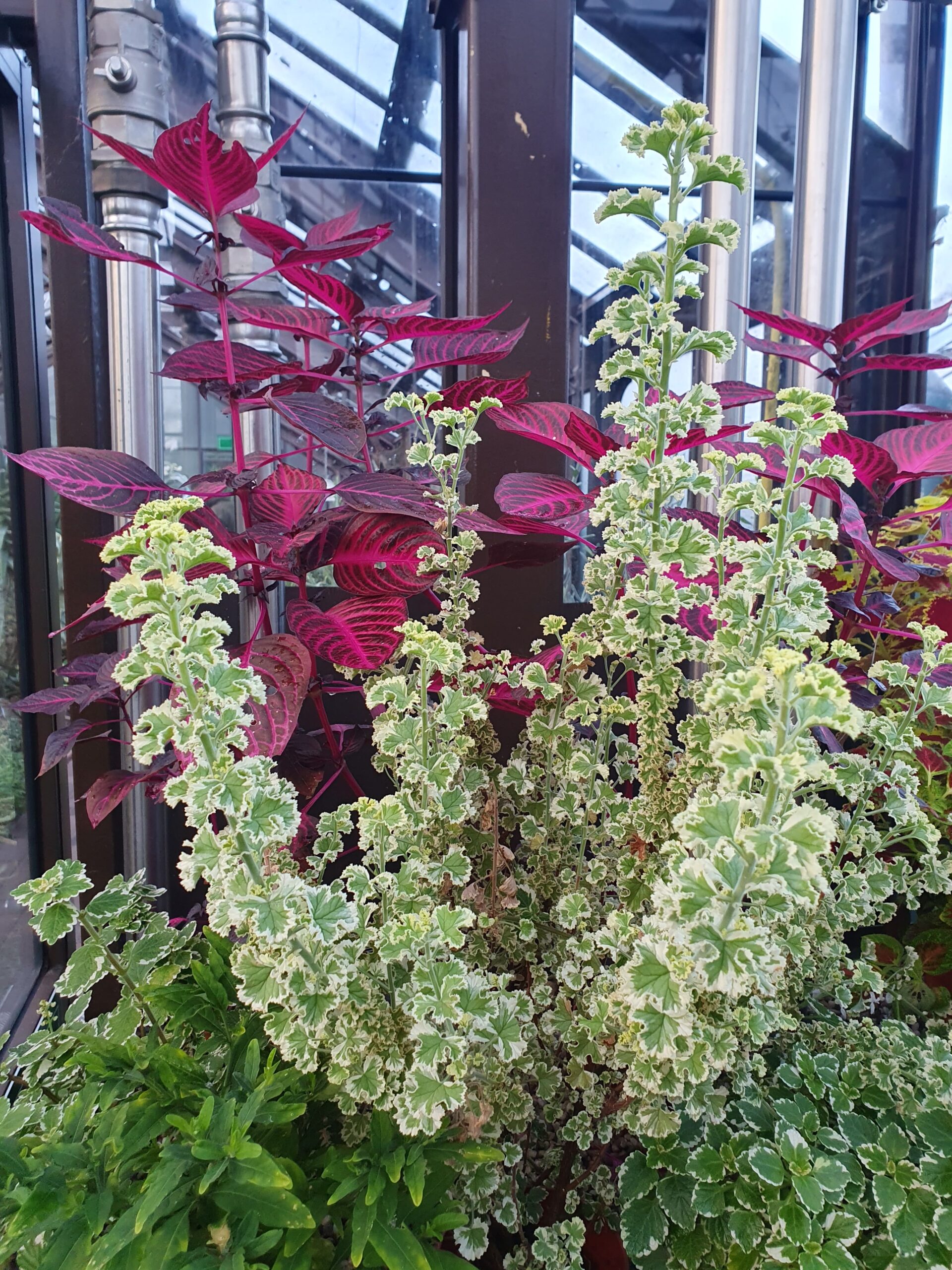 Inside the Glasshouse finished