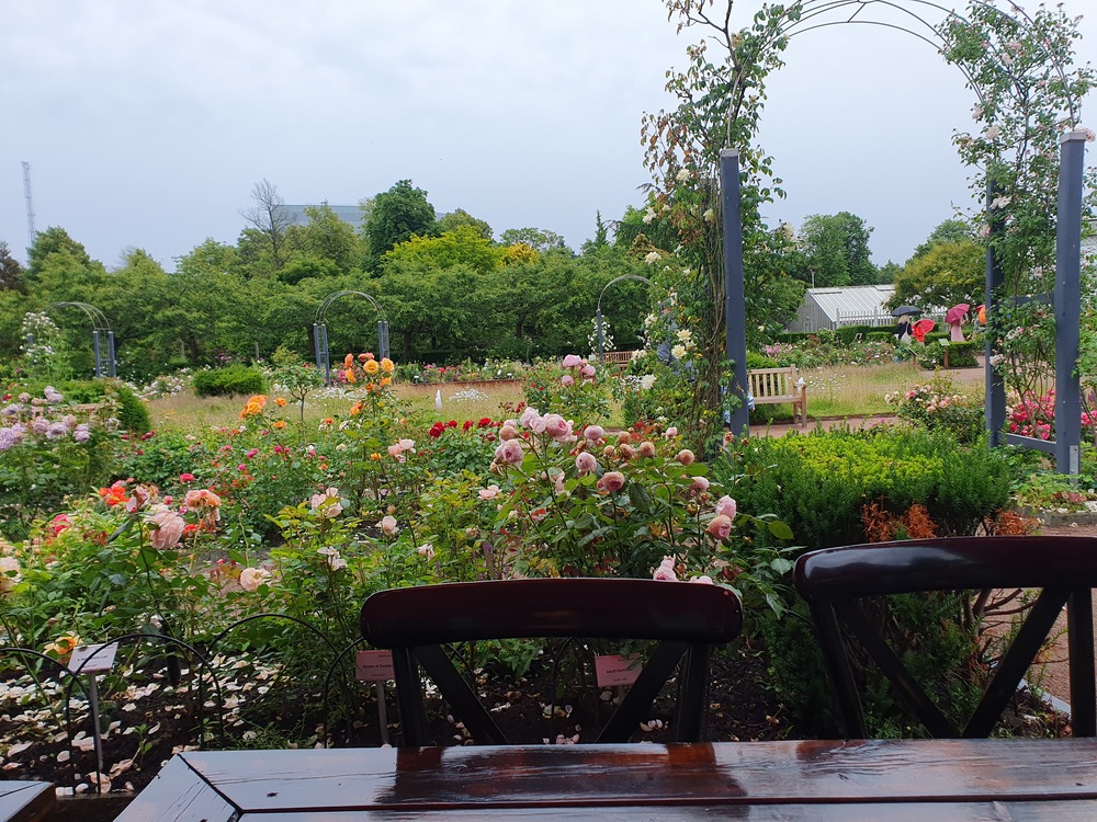 i got this voice inside my head