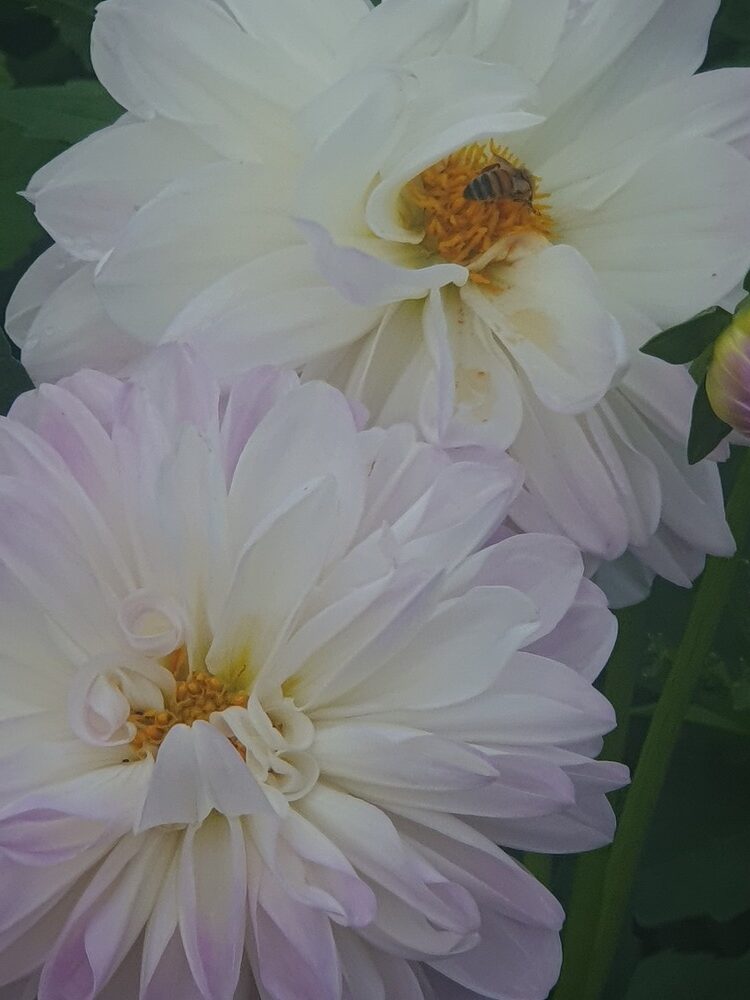 Nieuw artist statement