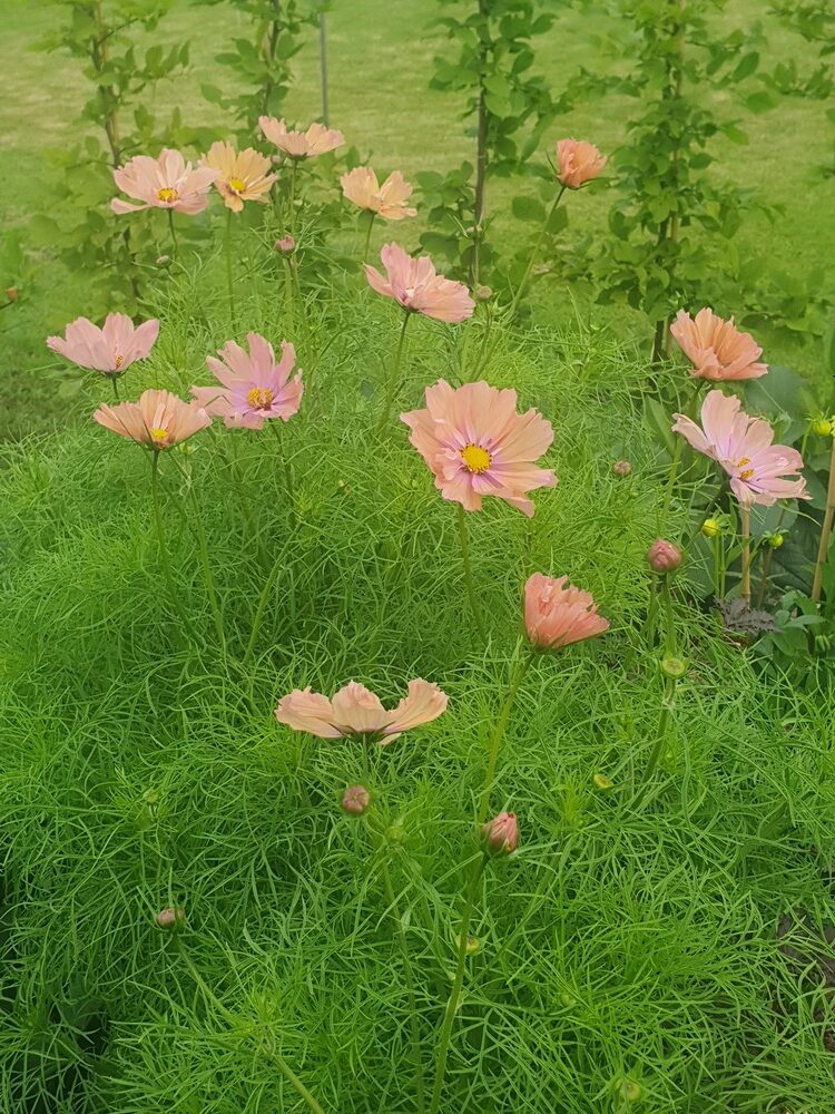 i want it all i want to breathe