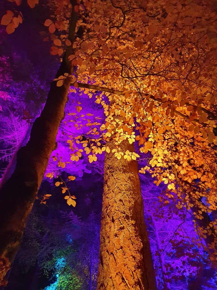 Enchanted Forest Pitlochry