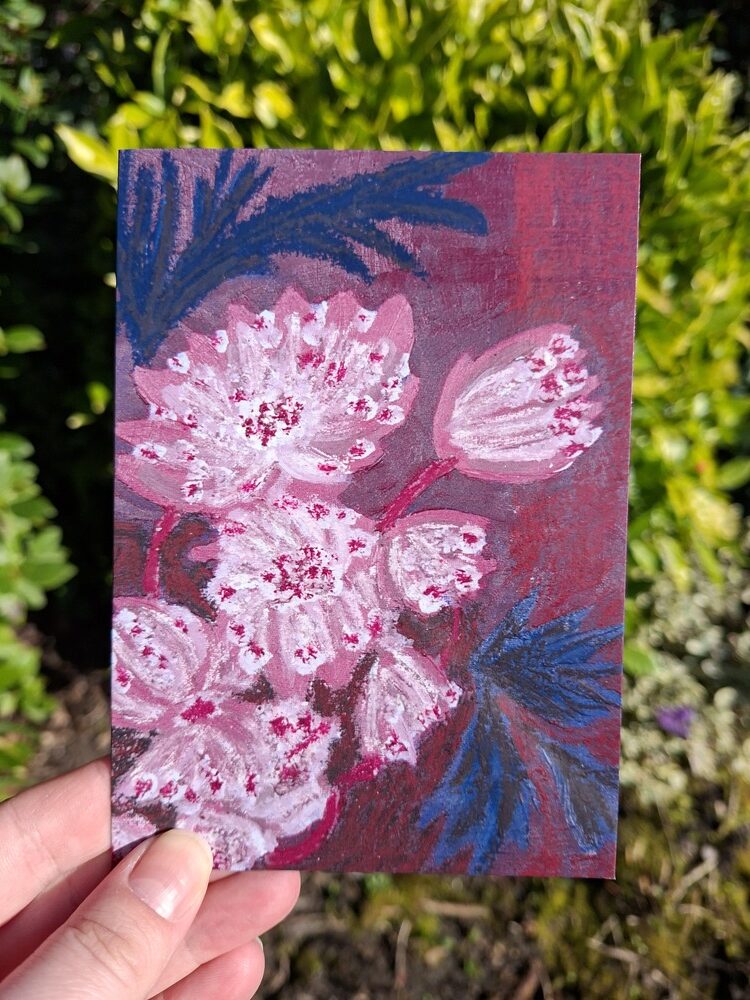 Nieuw: Wenskaart Astrantia major